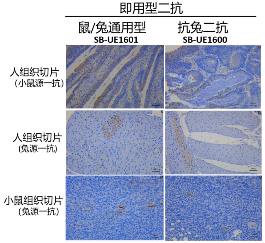 鼠兔通用型DAB免疫染色试剂盒  Polymer-HRP Anti Rabbit/Mouse lgG Detection Kit